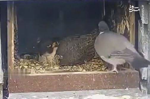 فیلم/ وقتی شکار با پای خودش میاد شکارگاه!