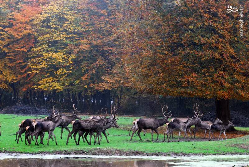 رخ پاییز در پارک جنگلی قرق گرگان
