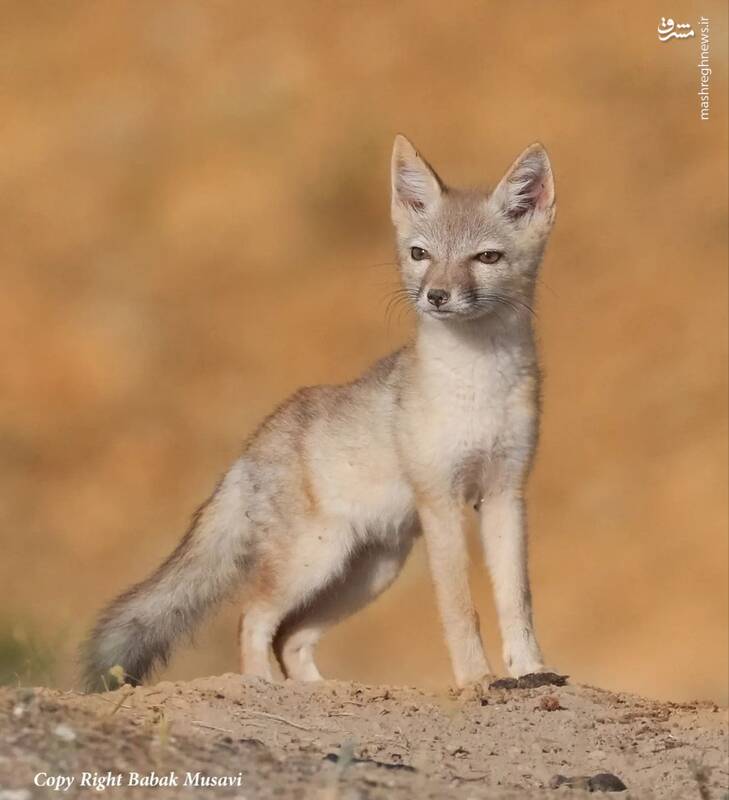 ژست روباه ترکمنی مقابل دوربین +عکس