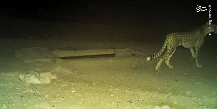 ماجرای مشاهده یوز جدید در زیستگاه توران