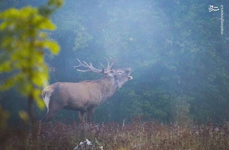 تصویر استثنایی از یک مرال نر