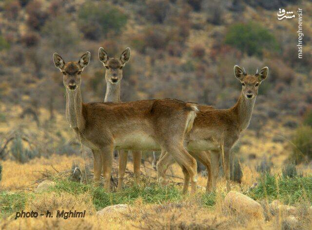 ژست زیبای چند گوزن زرد در میان کتل کازرون