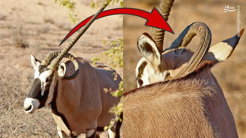 عکس/ معجزه خداوند در حیات وحش