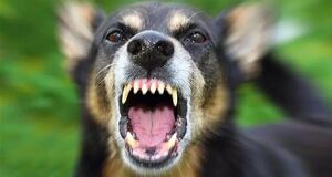 حمله سگهای ولگرد به کودک ۵ ساله در بوستان پردیسان