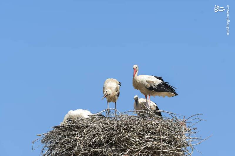 زندگی عاشقانه لکلکها و جوجههایشان از نمای مرگ+ عکس