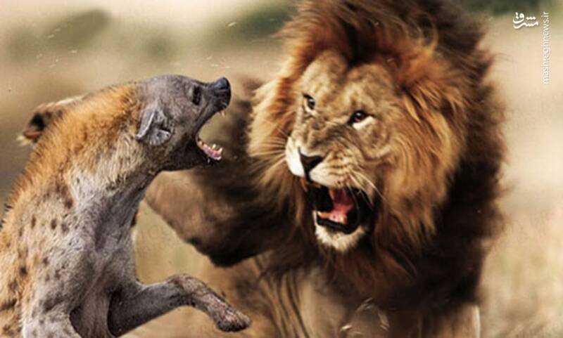 فیلم/ وقتی شیر به میدون میاد کفتارها اینجوری فرار می‌کنند!