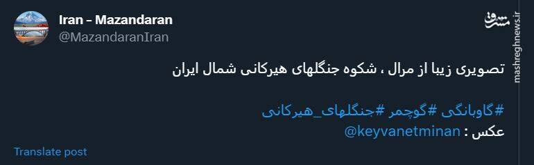 ژست گرفتن یک مرال در جنگلهای هیرکانی +عکس