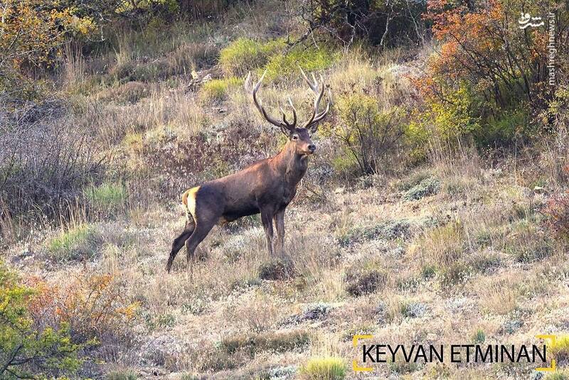 ژست گرفتن یک مرال در جنگلهای هیرکانی +عکس