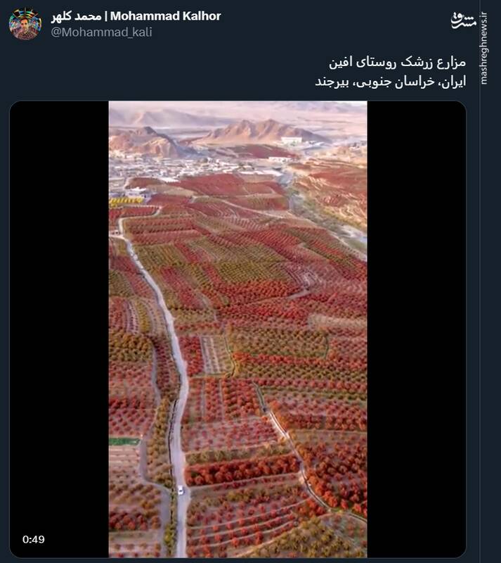 ویدئویی جالب از مزارع زرشک روستای افین ایران