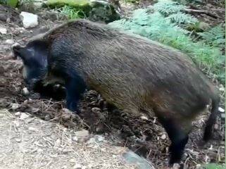 فیلم/ به این حیوان میگن تراکتور طبیعت