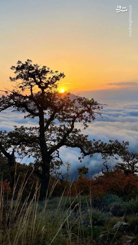 غرق در ابرهای ارتفاعات مازندران +عکس