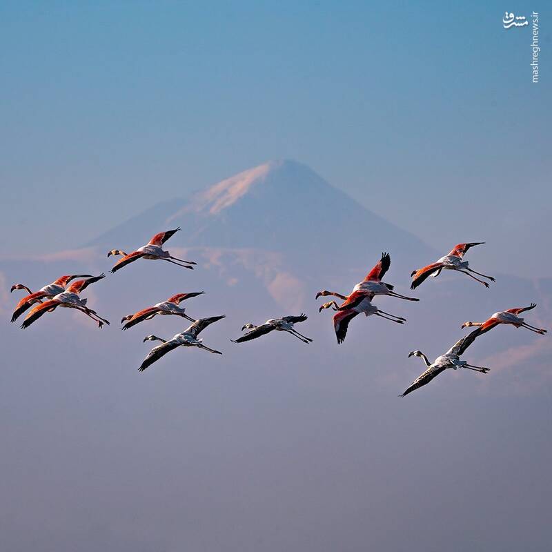 قابی تماشایی از فلامینگوها و دورنمای قله دماوند