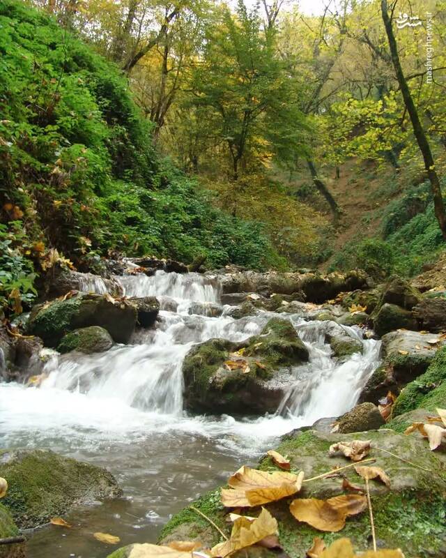 چند قاب تماشایی از طبیعت جنگلهای گلستان 2