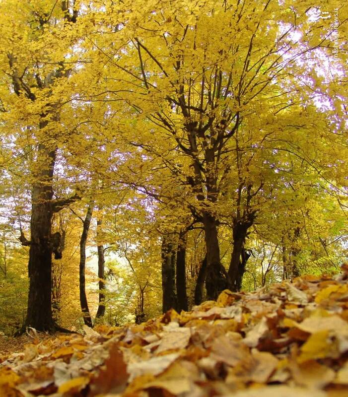 قاب پاییزی از طبیعت گرگان 2