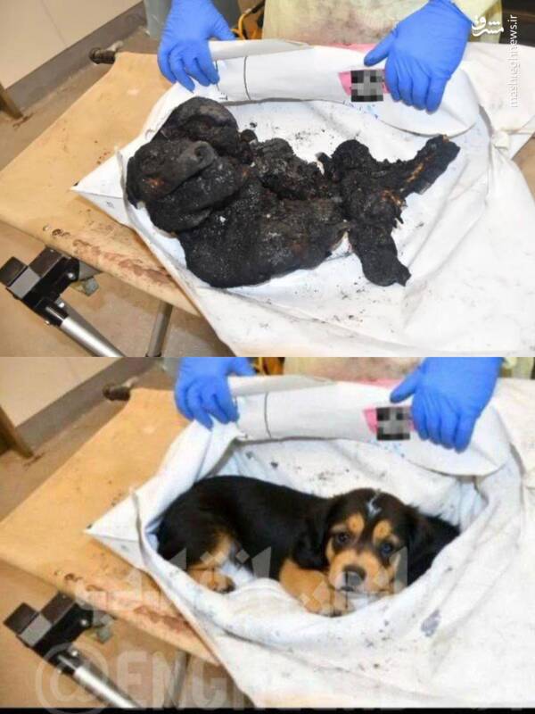 ساواک در خدمت بخش رسانهای موساد+عکس و فیلم