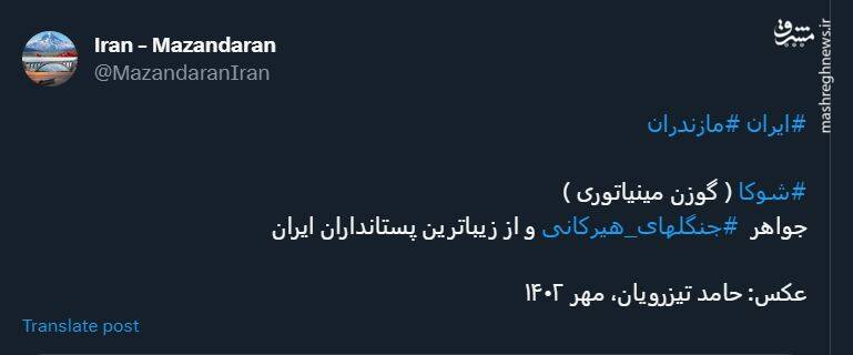 شوکا؛ جواهر جنگلهای هیرکانی +عکس