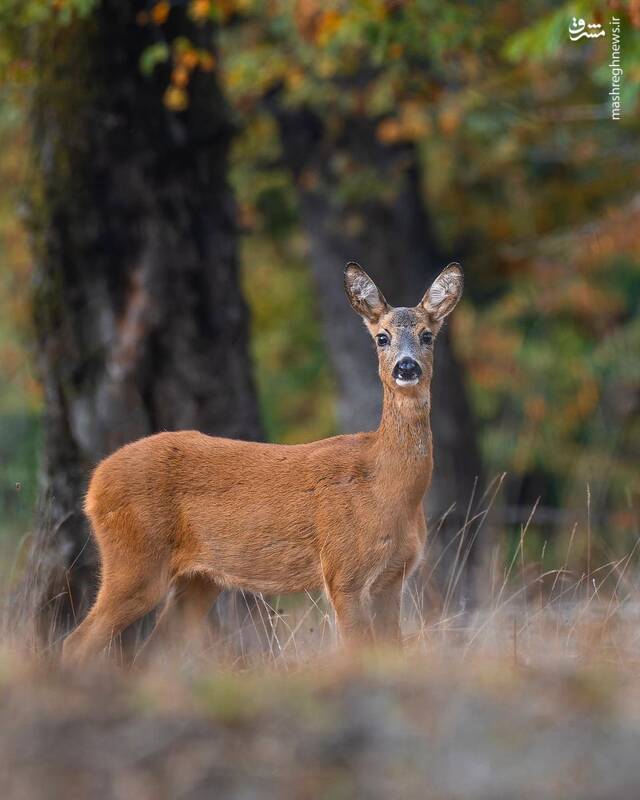 شوکا؛ جواهر جنگلهای هیرکانی +عکس