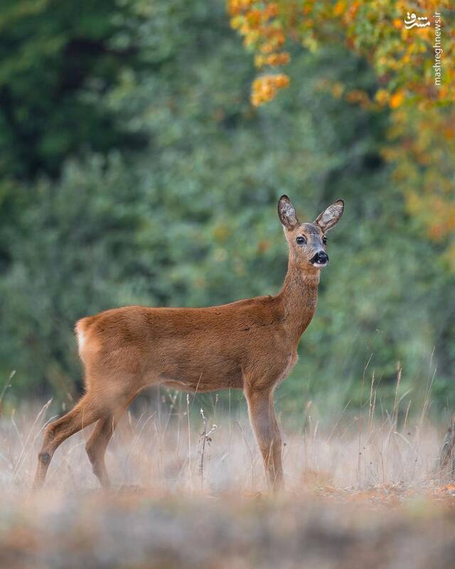 شوکا؛ جواهر جنگلهای هیرکانی +عکس