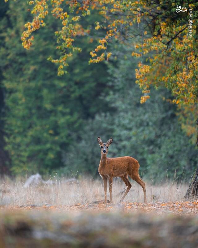 شوکا؛ جواهر جنگلهای هیرکانی +عکس
