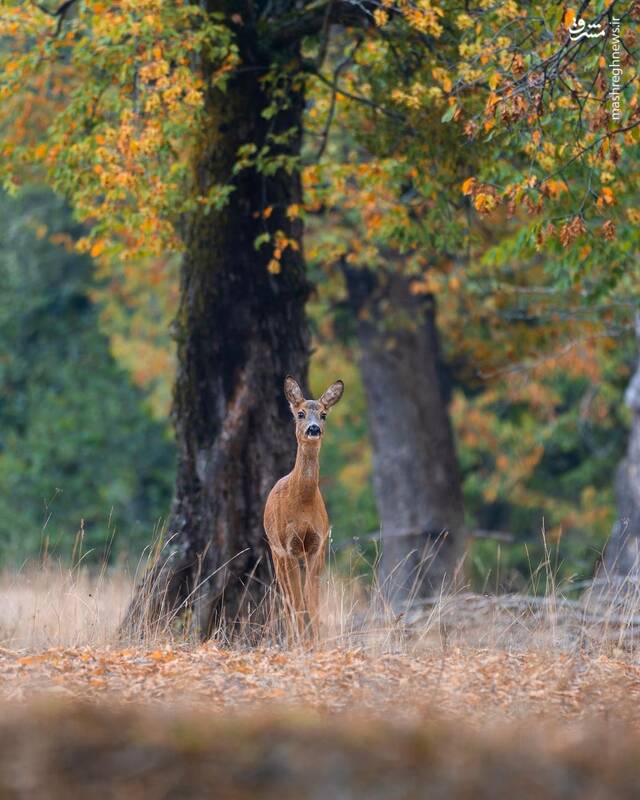 شوکا؛ جواهر جنگلهای هیرکانی +عکس