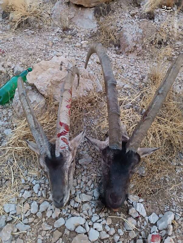 بیرحمترین شکارچیِ دنا دستگیر شد + عکس 5