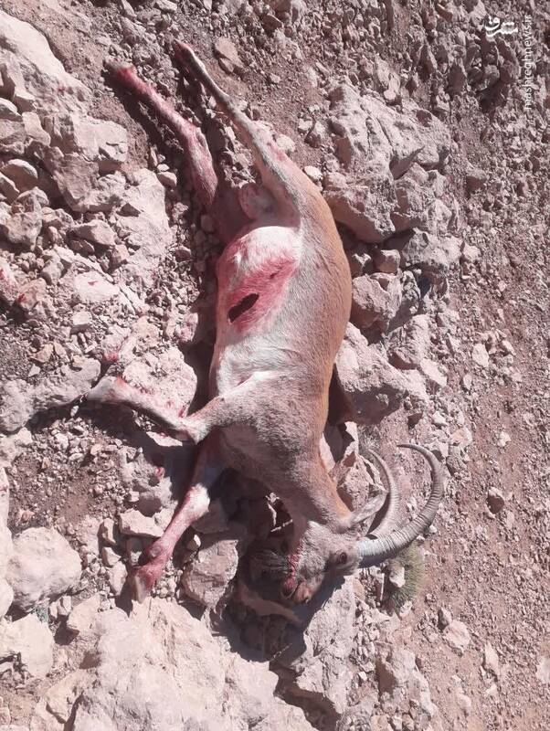 بیرحمترین شکارچیِ دنا دستگیر شد + عکس 4