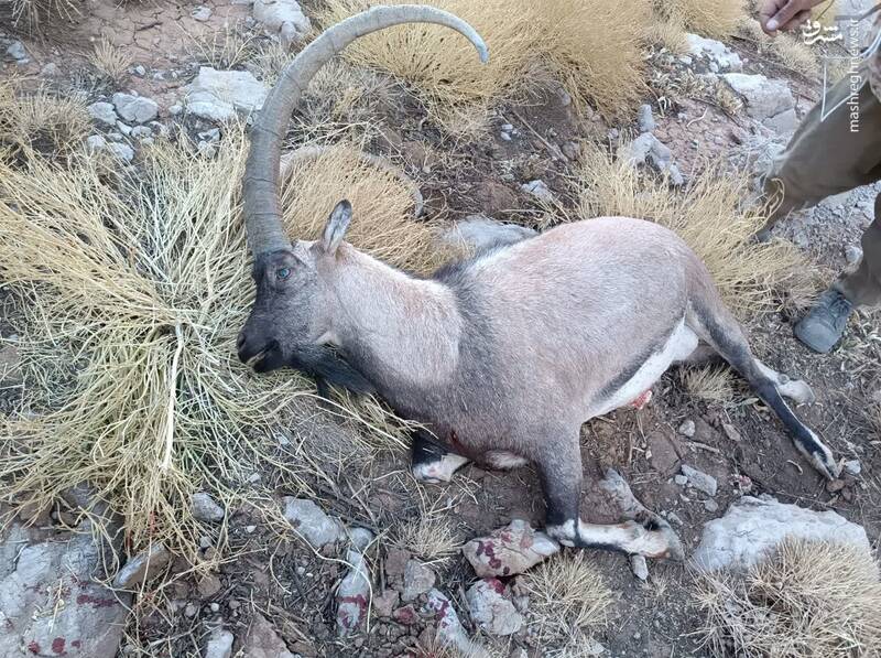 بیرحمترین شکارچیِ دنا دستگیر شد + عکس 3