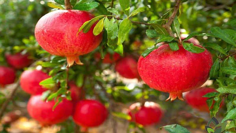 بهبود هزار و یک بیماری با میوه بهشتی