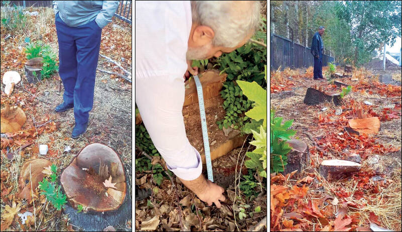 کشتار ۲۰۵درخت ۵۰ساله