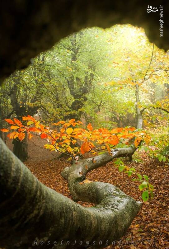 قاب پاییزی از مازندران زیبا