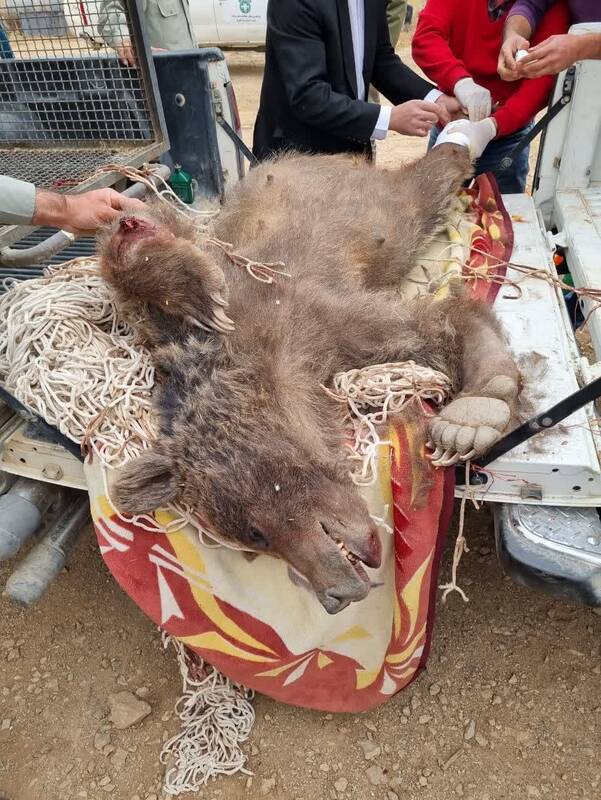 زندهگیری عجیب خرس زخمی در مجن +فیلم و عکس