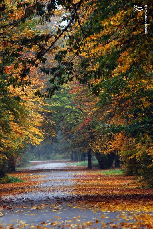 رخ پاییز در پارک جنگلی قرق