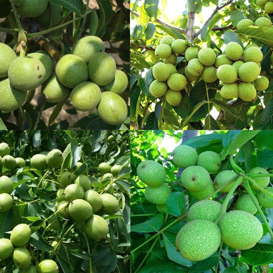 رویای پولدار شدن را با کاشت 3 نهال گردو پیوندی به واقعیت برسانید !