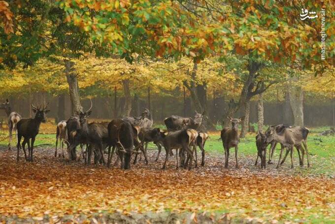 قاب پائیزی جنگل هیرکانی