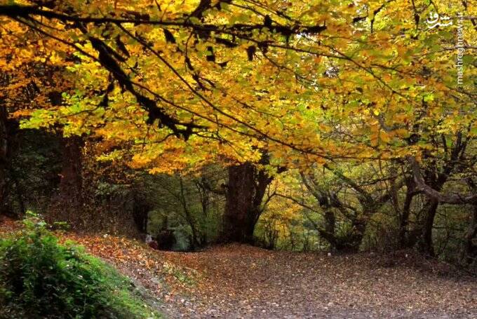 قاب پائیزی جنگل هیرکانی