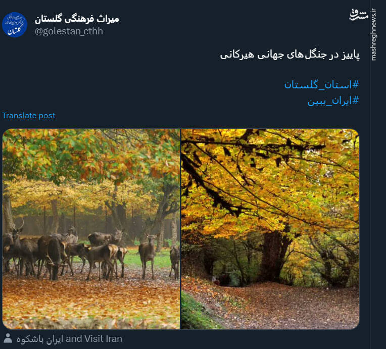 قاب پائیزی جنگل هیرکانی