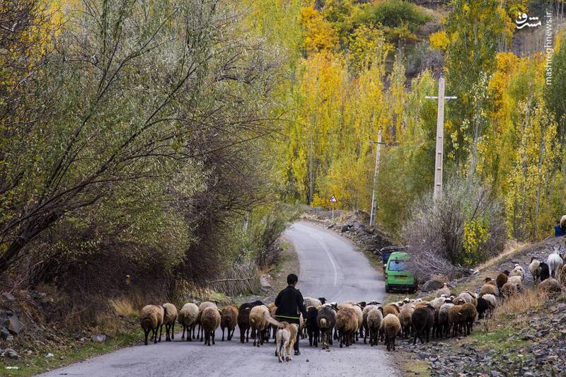 جلوهنمایی پاییز در دامنه کوهستان الوند