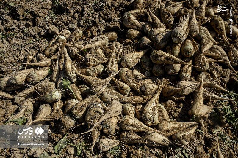 مشرق نیوز - عکس/ برداشت چغندر قند در "خراسان شمالی"