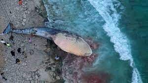مشاهده لاشه یک نهنگ در آب‌های نزدیک سواحل کیش