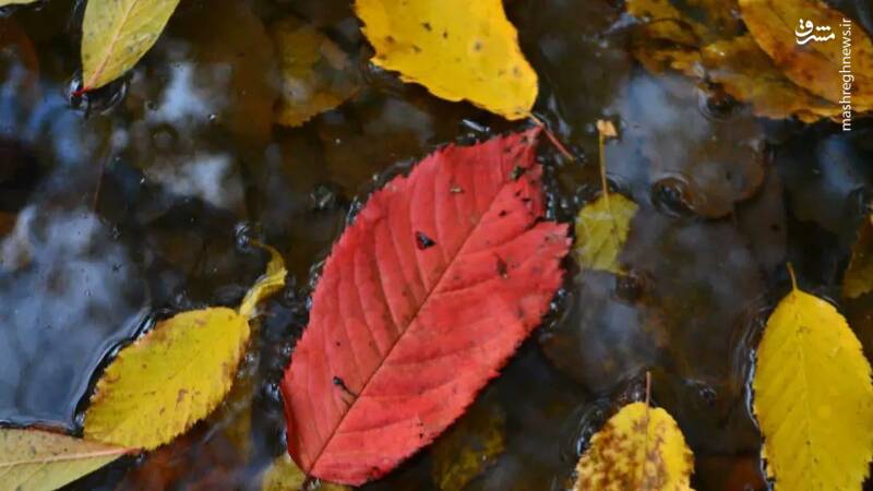 درخشش برگهای طلایی پاییزه در جنگلهای رامیان