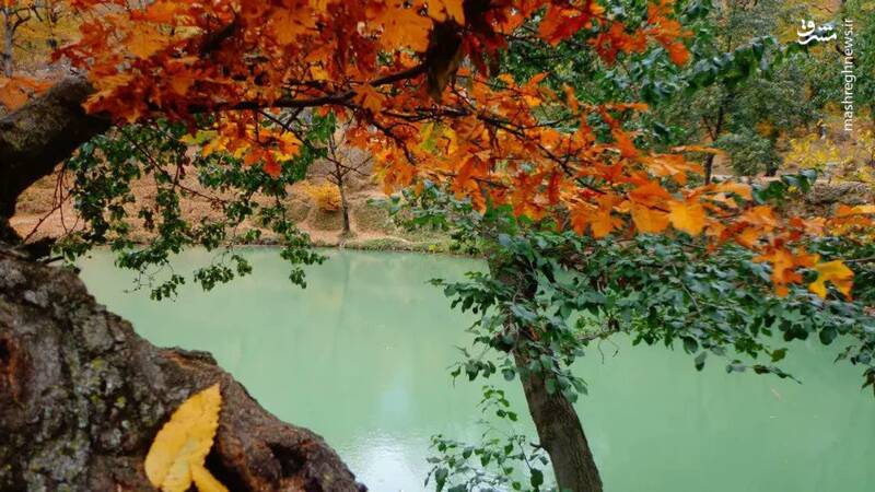 درخشش برگهای طلایی پاییزه در جنگلهای رامیان