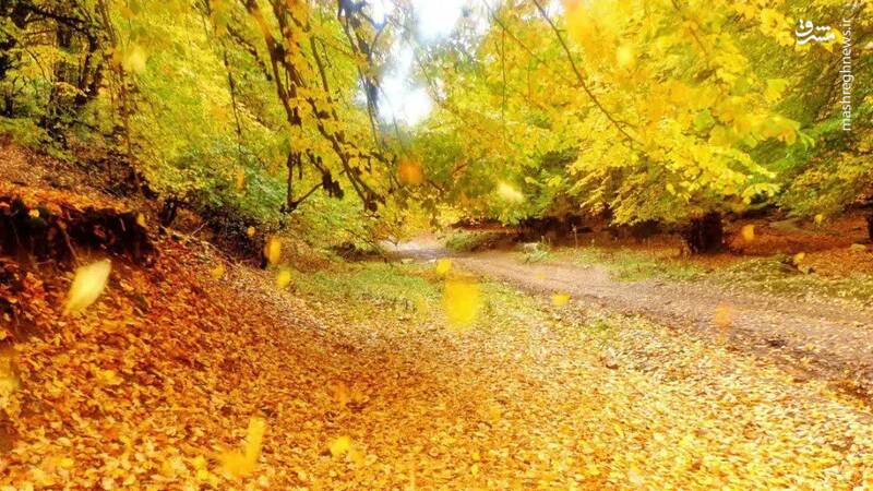 درخشش برگهای طلایی پاییزه در جنگلهای رامیان