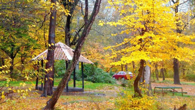 درخشش برگهای طلایی پاییزه در جنگلهای رامیان