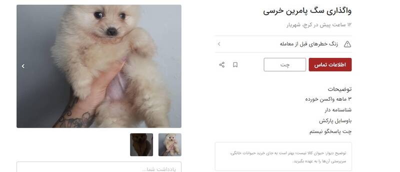 فروش غیرقانونی تولههای سگ و گربه در دیوار +عکس