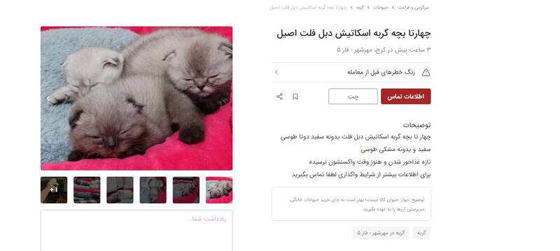 فروش غیرقانونی تولههای سگ و گربه در دیوار +عکس