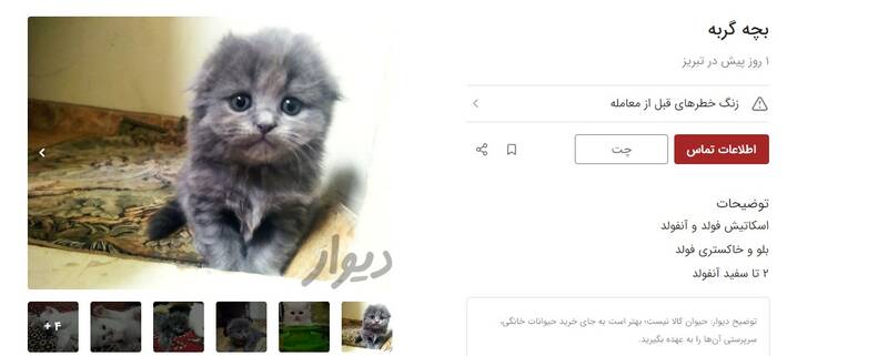 فروش غیرقانونی تولههای سگ و گربه در دیوار +عکس