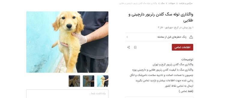 فروش غیرقانونی تولههای سگ و گربه در دیوار +عکس