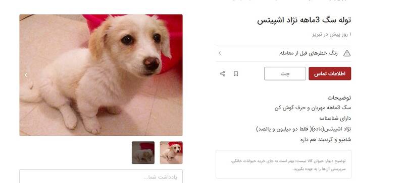 فروش غیرقانونی تولههای سگ و گربه در دیوار +عکس