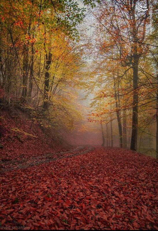 غرق در پاییز زیبای مازیچال