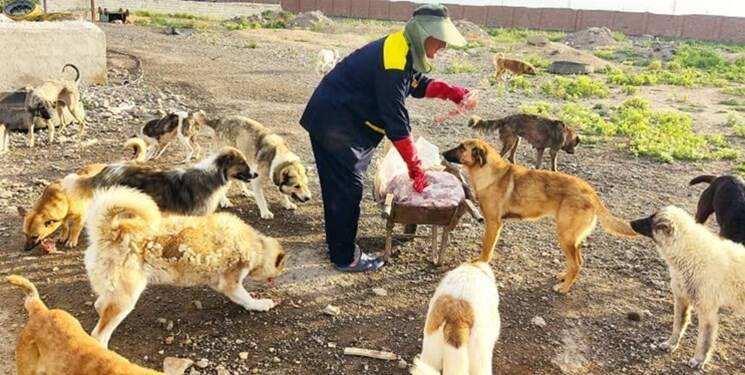 بیماری خطرناکی که سگ انتقال میدهد